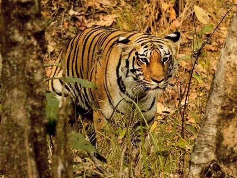 Ratapani Wildlife Sanctuary, Raisen, Madhya Pradesh - Vushii.com Ratapani Wildlife Sanctuary, Raisen, Madhya Pradesh - Vushii.com
